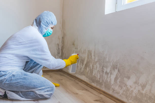 Licensed Attic Mold Removal service in Hummelstown, PA - WQB Mold Removal
